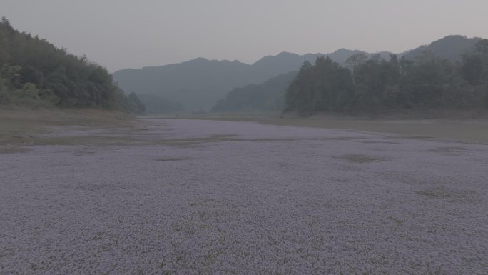 湖边蓼子花海航拍