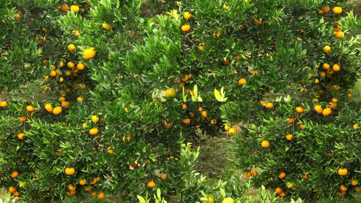秋天满山的橘子柑橘橙子基地丰收实拍原素材