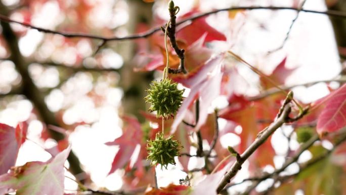 枫香树带尖刺的果实，秋天的红叶随风摇曳。美丽的景色