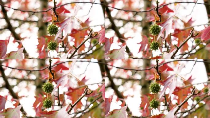 枫香树带尖刺的果实，秋天的红叶随风摇曳。美丽的景色