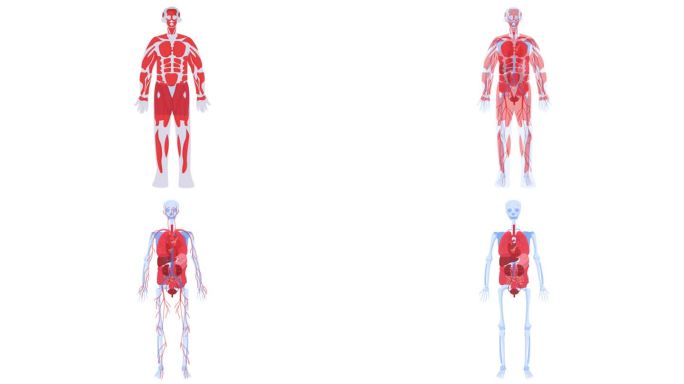 人体解剖透视立体全息