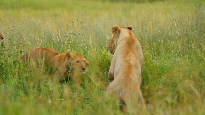 在草地上，母狮教幼狮捕猎。狮子在玩耍。一只小狮子和母狮子玩耍。