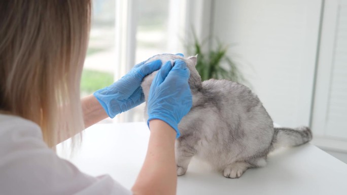 戴着医用手套的兽医正在检查一只苏格兰猫的健康状况。医生检查小猫的耳朵