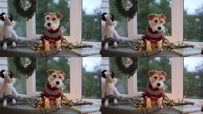 窗台上有一只穿红毛衣的狗。平安夜的节日装饰。杰克罗素梗在一个花环是等待新的一年