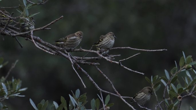 一群小金翅雀，亚利桑那州