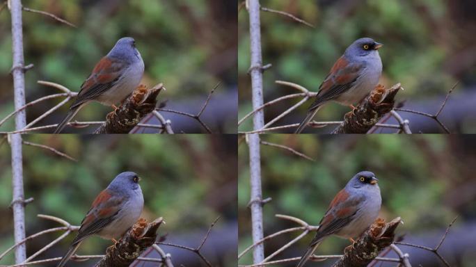 黄眼Junco，亚利桑那州