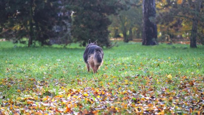 一只德国牧羊犬在草地和秋叶间漫步，清晨的阳光投下长长的影子，慢镜头捕捉到。