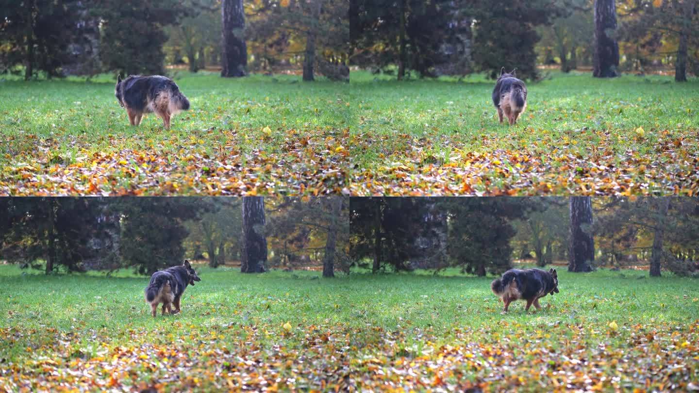 一只德国牧羊犬在草地和秋叶间漫步，清晨的阳光投下长长的影子，慢镜头捕捉到。