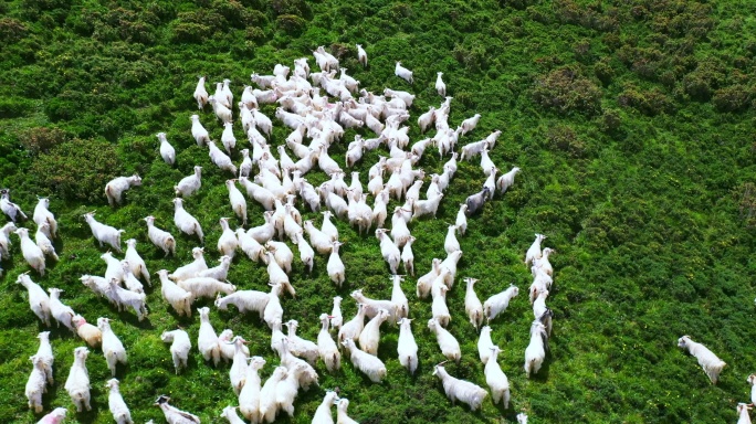 4k草原牛羊群