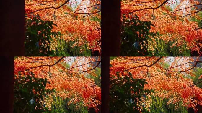 红枫 枫树