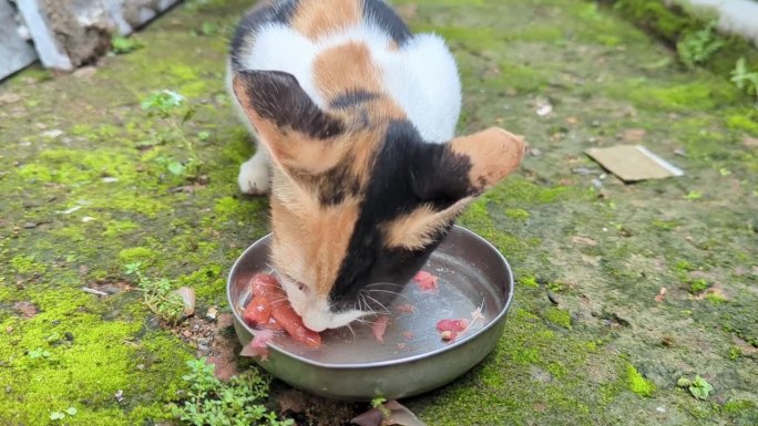 一只饥饿的宠物猫正在吃红色的生鸡肉