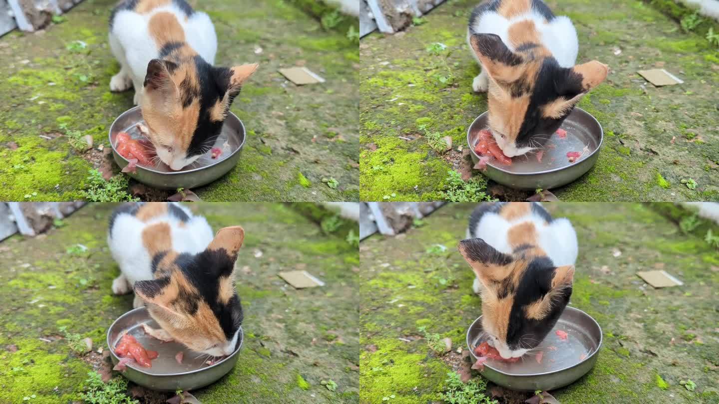 一只饥饿的宠物猫正在吃红色的生鸡肉