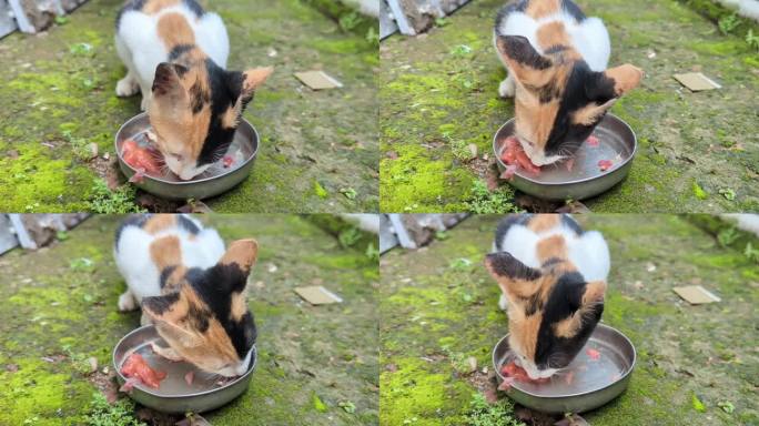 一只饥饿的宠物猫正在吃红色的生鸡肉