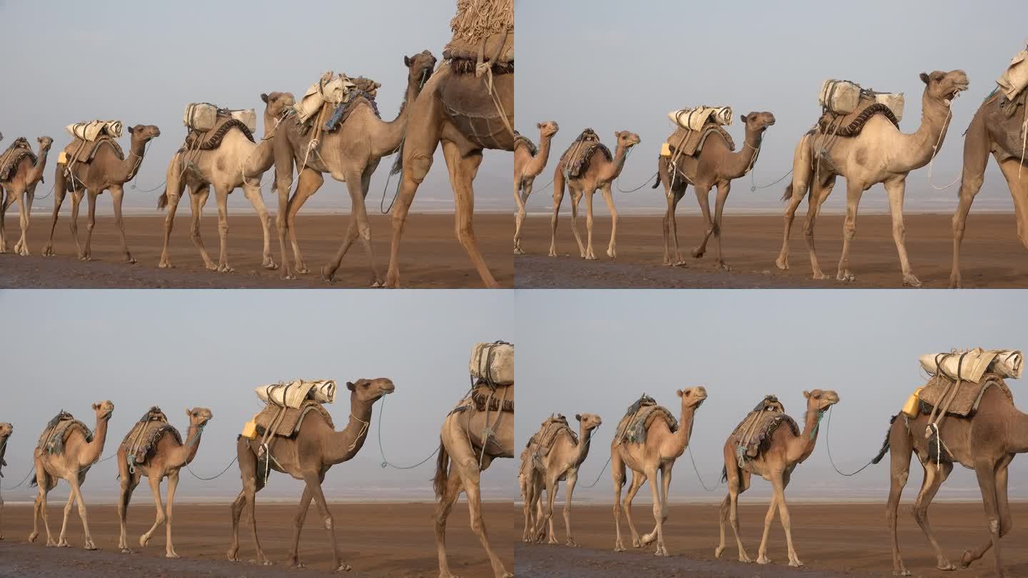 沙漠中的大篷车。一队年轻的骆驼在阳光炙烤的沙滩上穿过沙漠。鸟瞰带着骆驼穿越沙漠的商队。