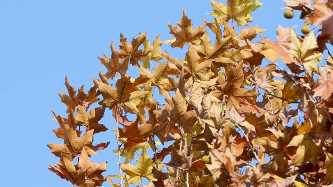 冬季干枯发黄的梧桐树叶