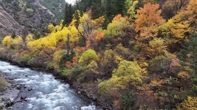 航拍秋色枫叶树木秋天