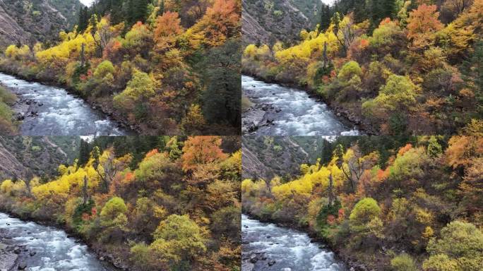 航拍秋色枫叶树木秋天