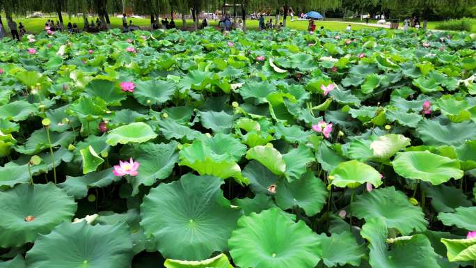 4K池塘荷花游客赏花打卡拍照