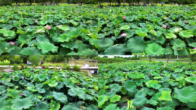 4K池塘荷花游客赏花打卡拍照