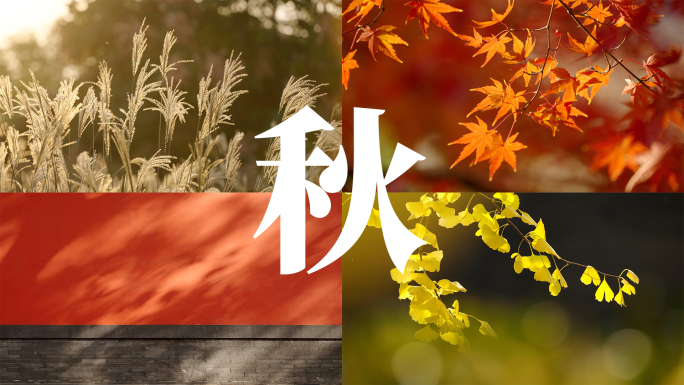 【合集】秋天唯美空镜头银杏枫叶红枫落叶