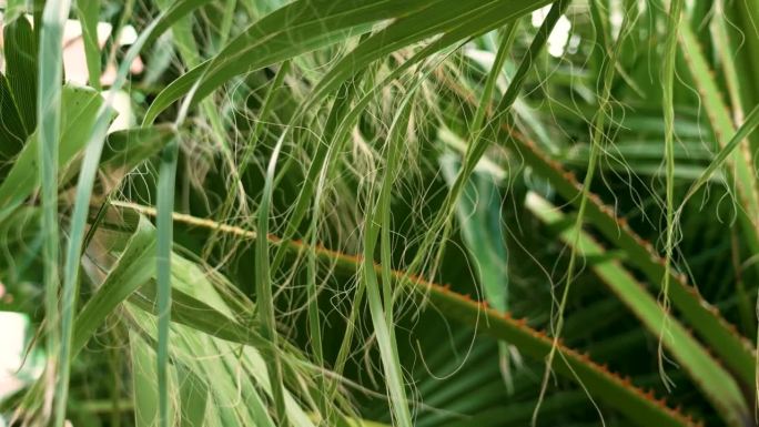 棕榈叶的长线状纤维。热带树叶和挂线