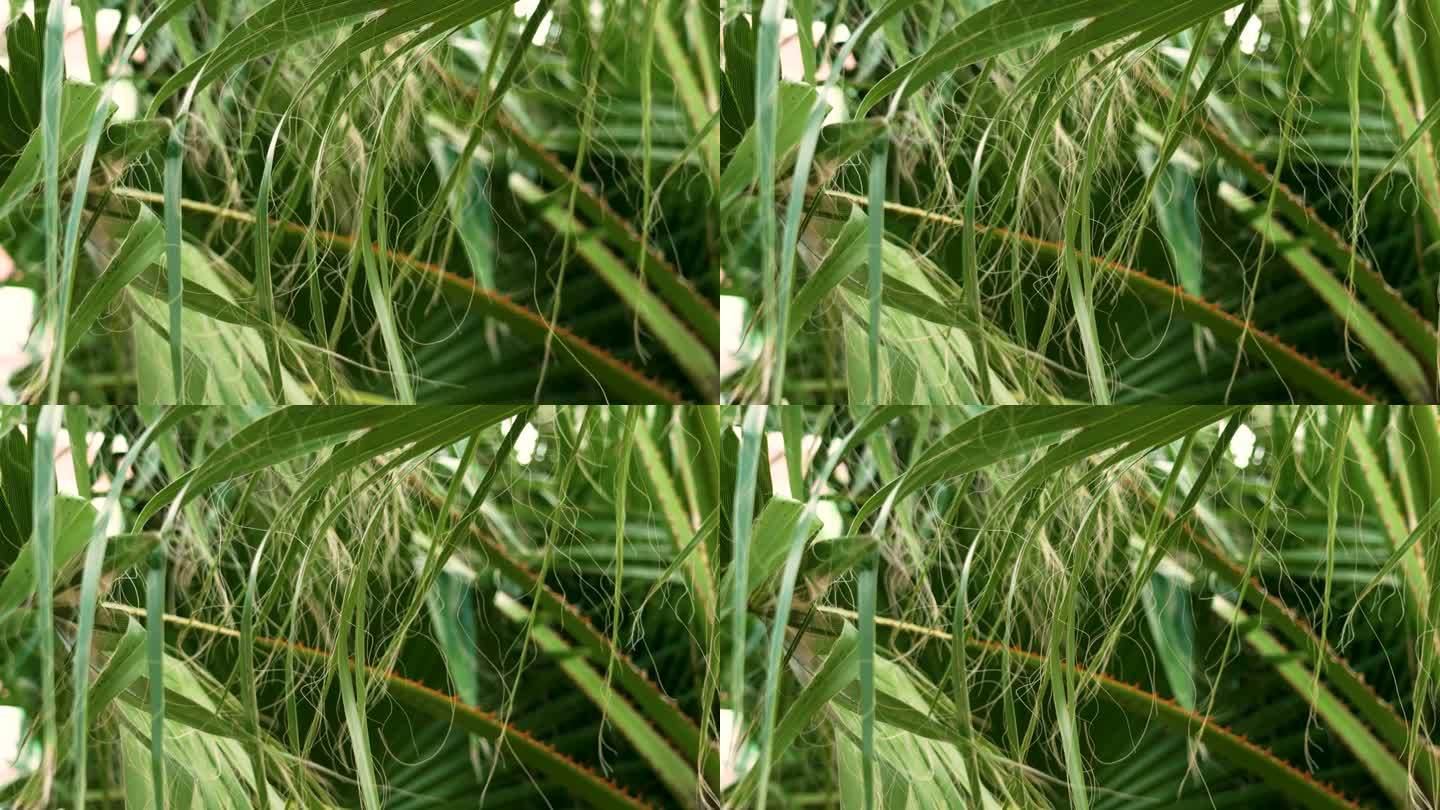 棕榈叶的长线状纤维。热带树叶和挂线