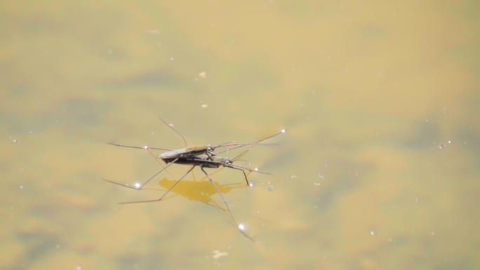 昆虫水黾漂浮在水面上，动作缓慢