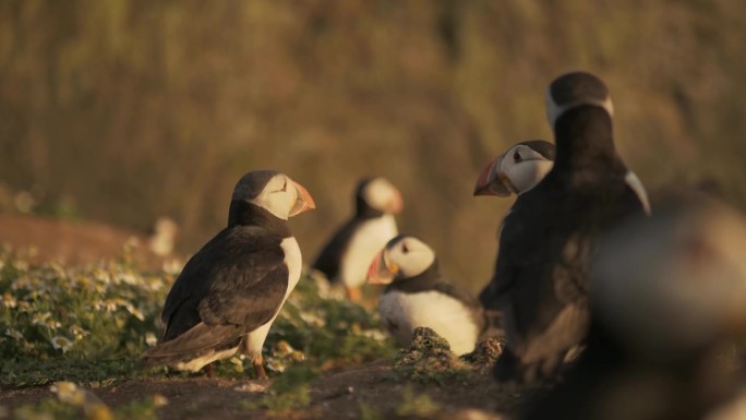 英国威尔士斯科默岛彭布罗克郡海岸国家公园，斯科默岛上的大型海雀群，一群野鸟，在岩石悬崖前的傍晚金色灯
