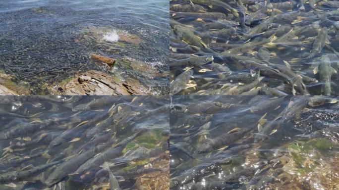 4k 青海湖裸鲤 湟鱼