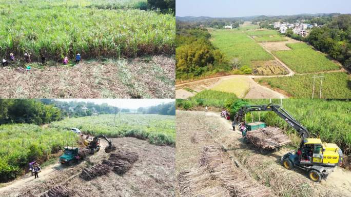 甘蔗 收割 机械 农业 农村 集体经济