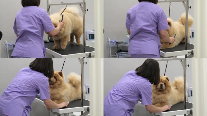 宠物护理的艺术:一位专业的美容师用专门的剪刀给一只大红狗修剪造型，把它那桀骜不驯的皮毛变成了杰作