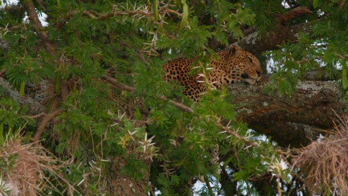 在塞伦盖蒂国家公园，豹子在树枝环绕的树上睡觉的低角度照片