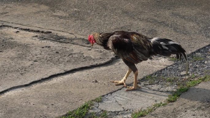一只鸡在停车场的水泥地上寻找食物