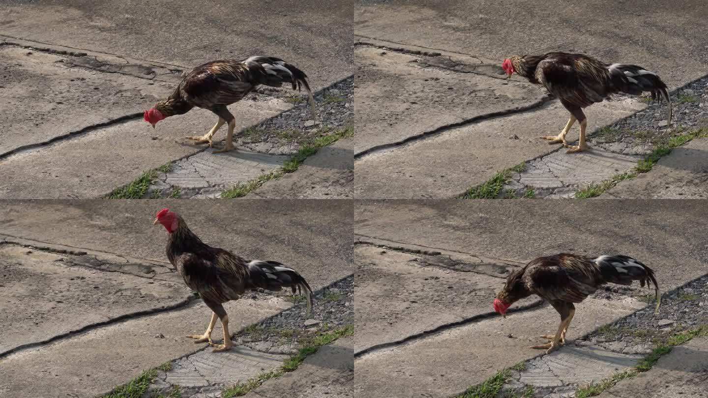 一只鸡在停车场的水泥地上寻找食物