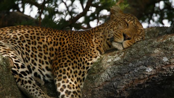 豹子在树枝上睡觉的慢镜头。动物在自然保护区的树上休息。塞伦盖蒂国家公园的野生动物。