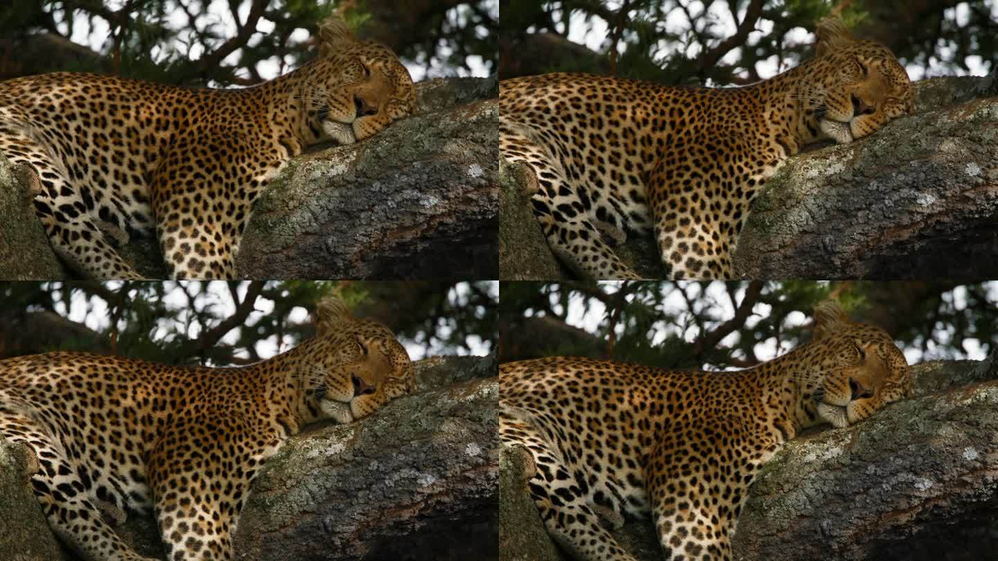 豹子在树枝上睡觉的慢镜头。动物在自然保护区的树上休息。塞伦盖蒂国家公园的野生动物。