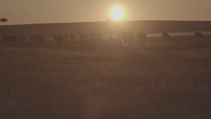航拍夕阳下放牧的牛群