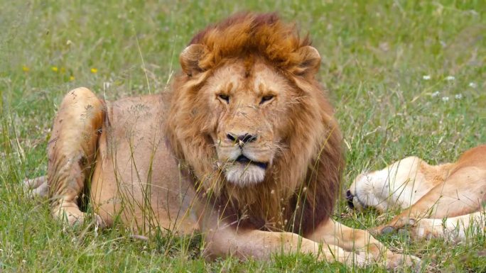 在塞伦盖蒂国家公园的草地上休息的雄伟的狮子