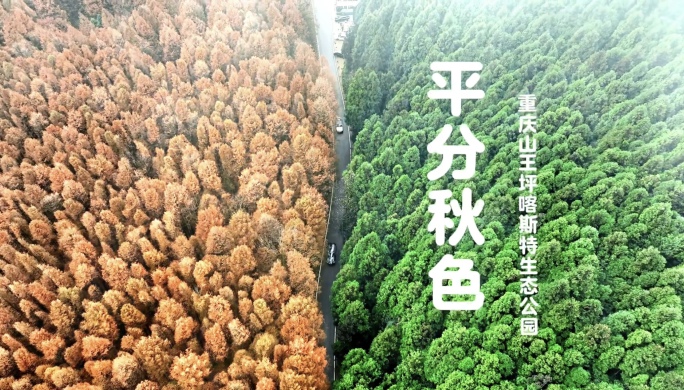 平分秋色一一航拍重庆南川山王坪国家公园