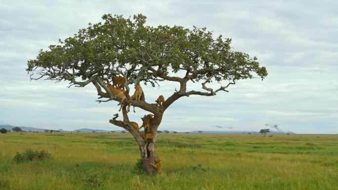 狮子一家在塞伦盖蒂国家公园的孤独树上放松的慢镜头。每个人都有自己的位置。