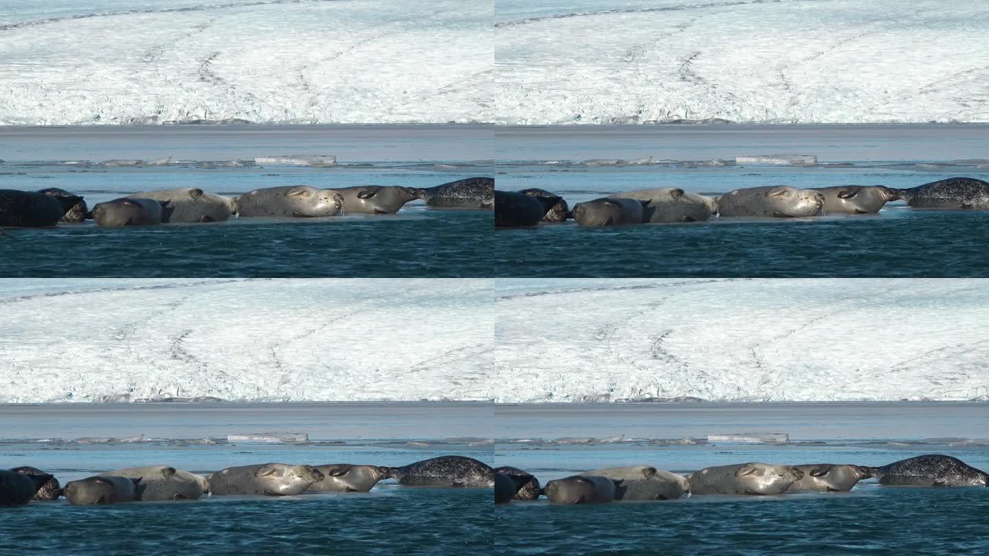 毛皮海豹群落。大西洋沿岸。野生动物。海滩上的动物。