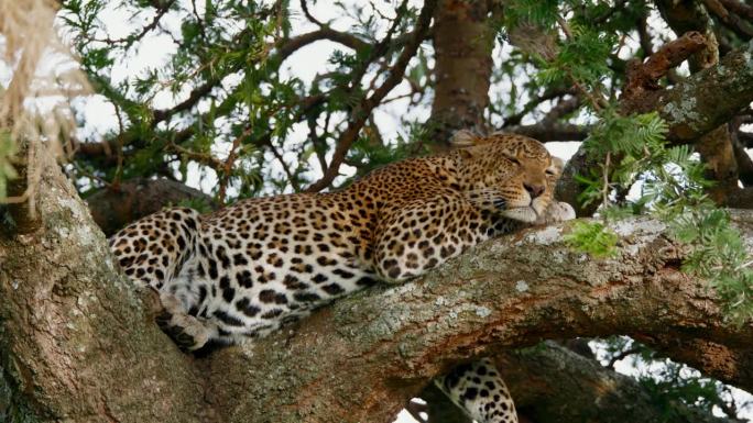 豹子在粗树枝上的慢镜头。野生动物在树上休息。塞伦盖蒂国家公园的野生动物。