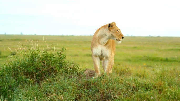 慢动作的母狮在坦桑尼亚森林的草地上徘徊