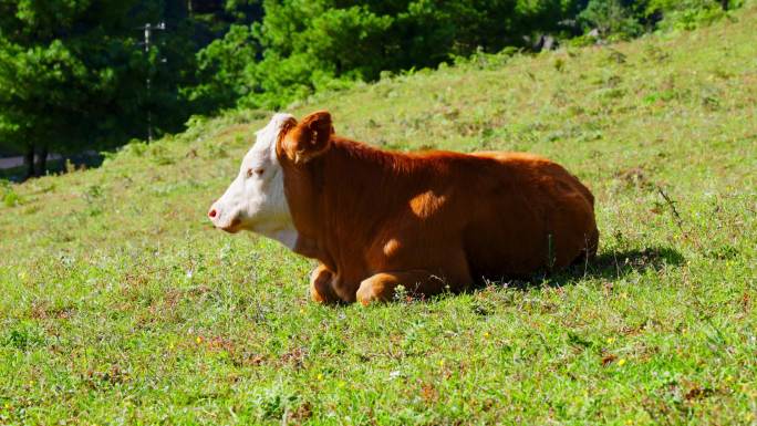 草原上牧场里黄色的牛群在绿色的草地上吃草