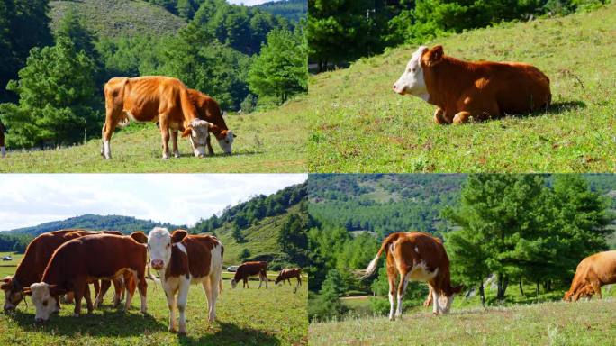 草原上牧场里黄色的牛群在绿色的草地上吃草