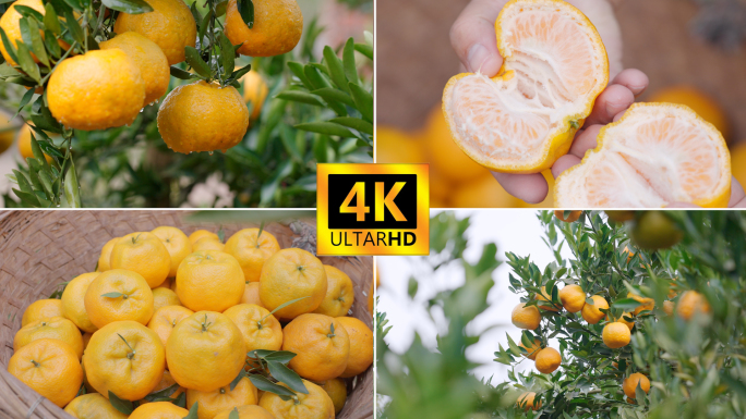 橘子橙子椪柑采摘农业果园（37段）