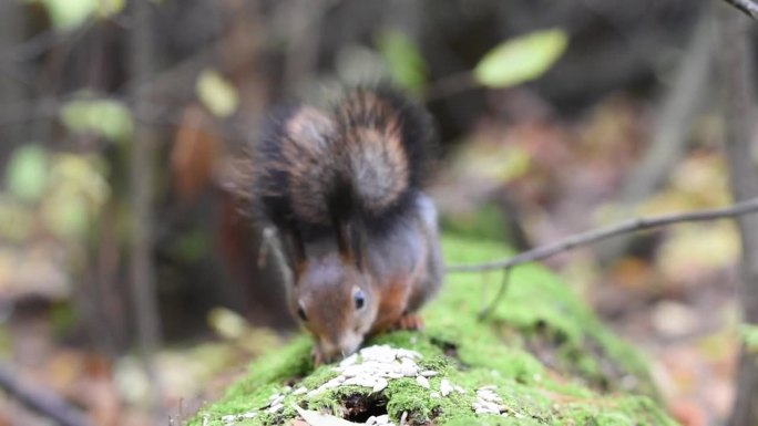红松鼠在秋天的森林里吃种子