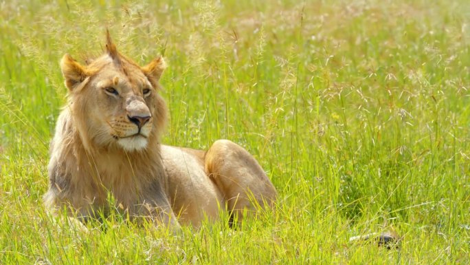 狮子在草地上放松的慢动作镜头。自然保护区的野生动物。阳光明媚的日子里，塞伦盖蒂国家公园里有一只食肉动