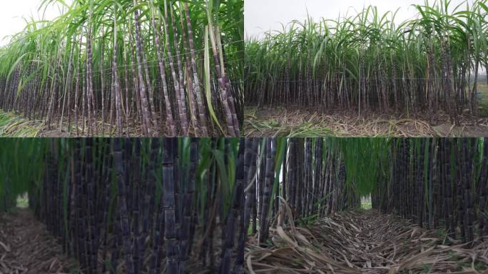 甘蔗地实拍素材