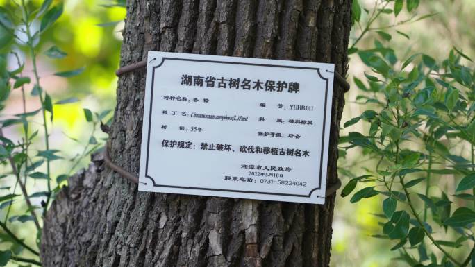 湖南湘潭古树保护牌